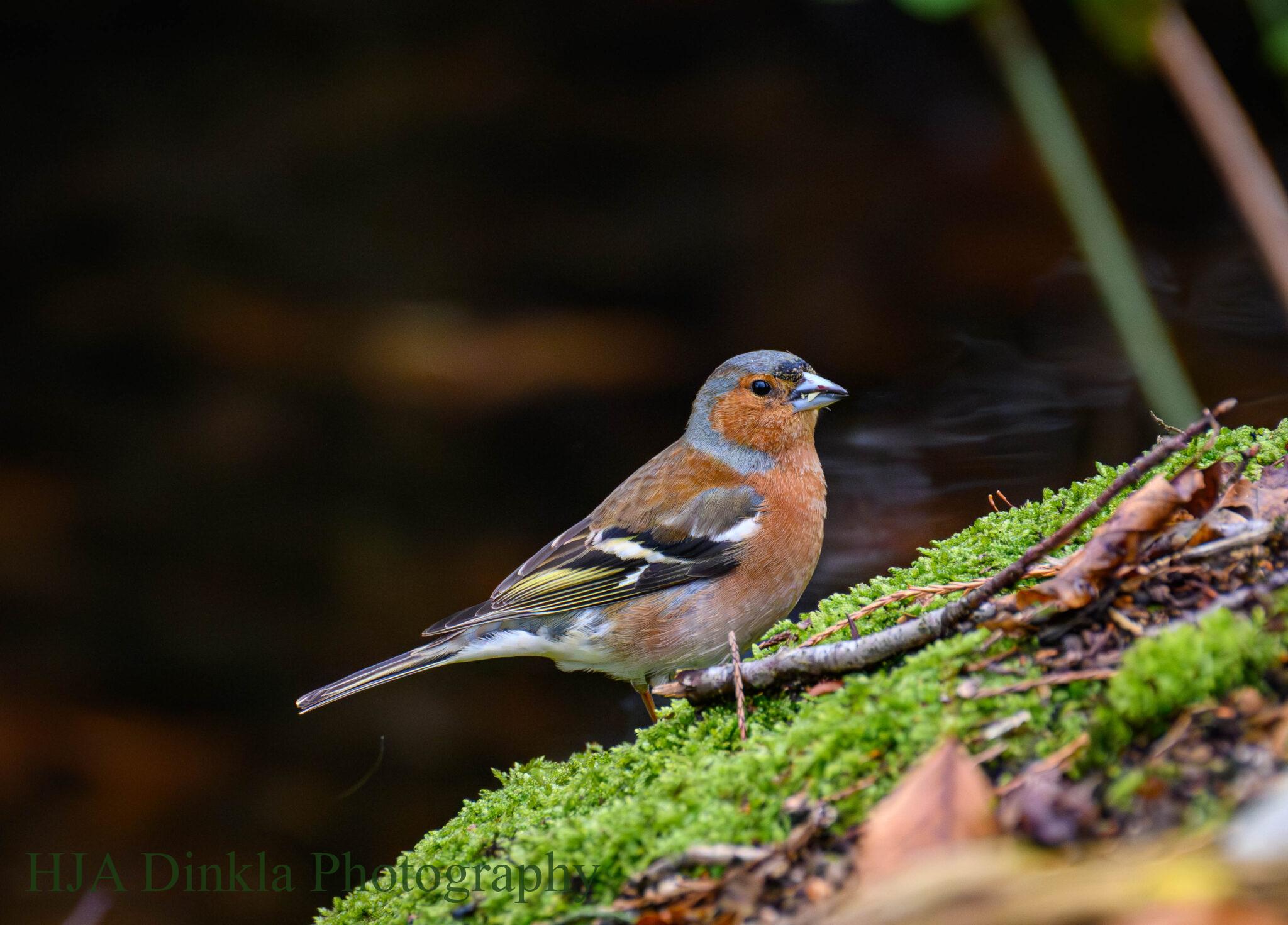 Vink