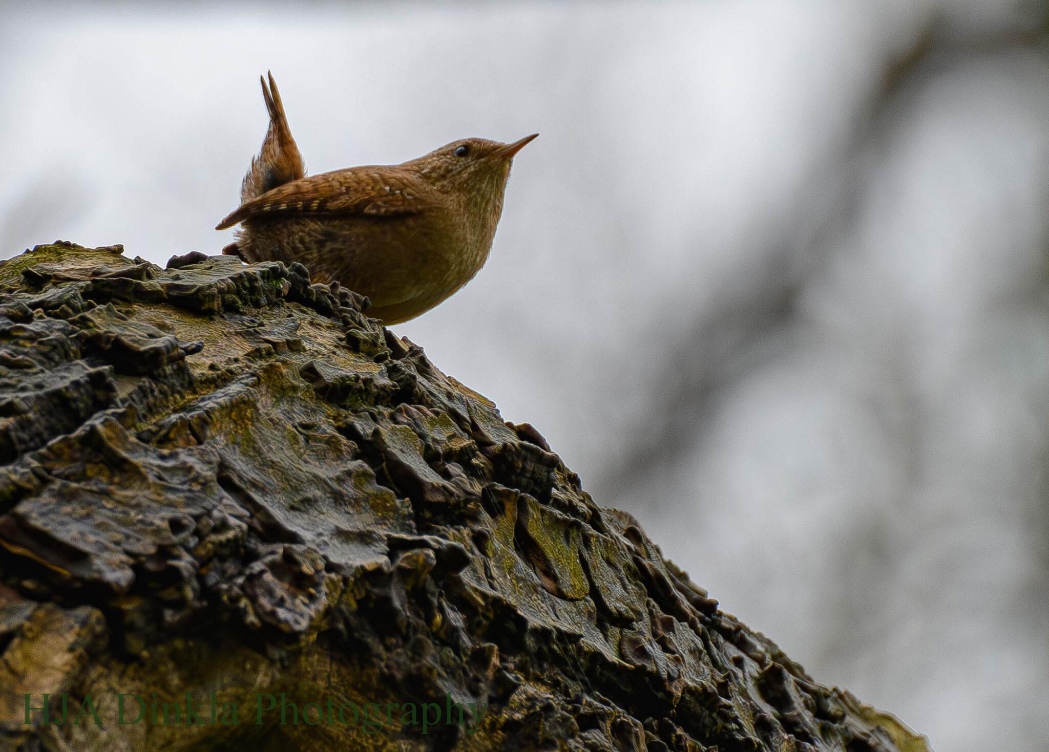 Wren