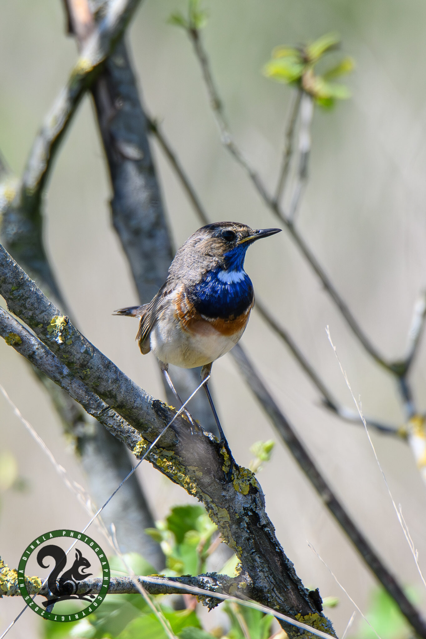 Bluethroat