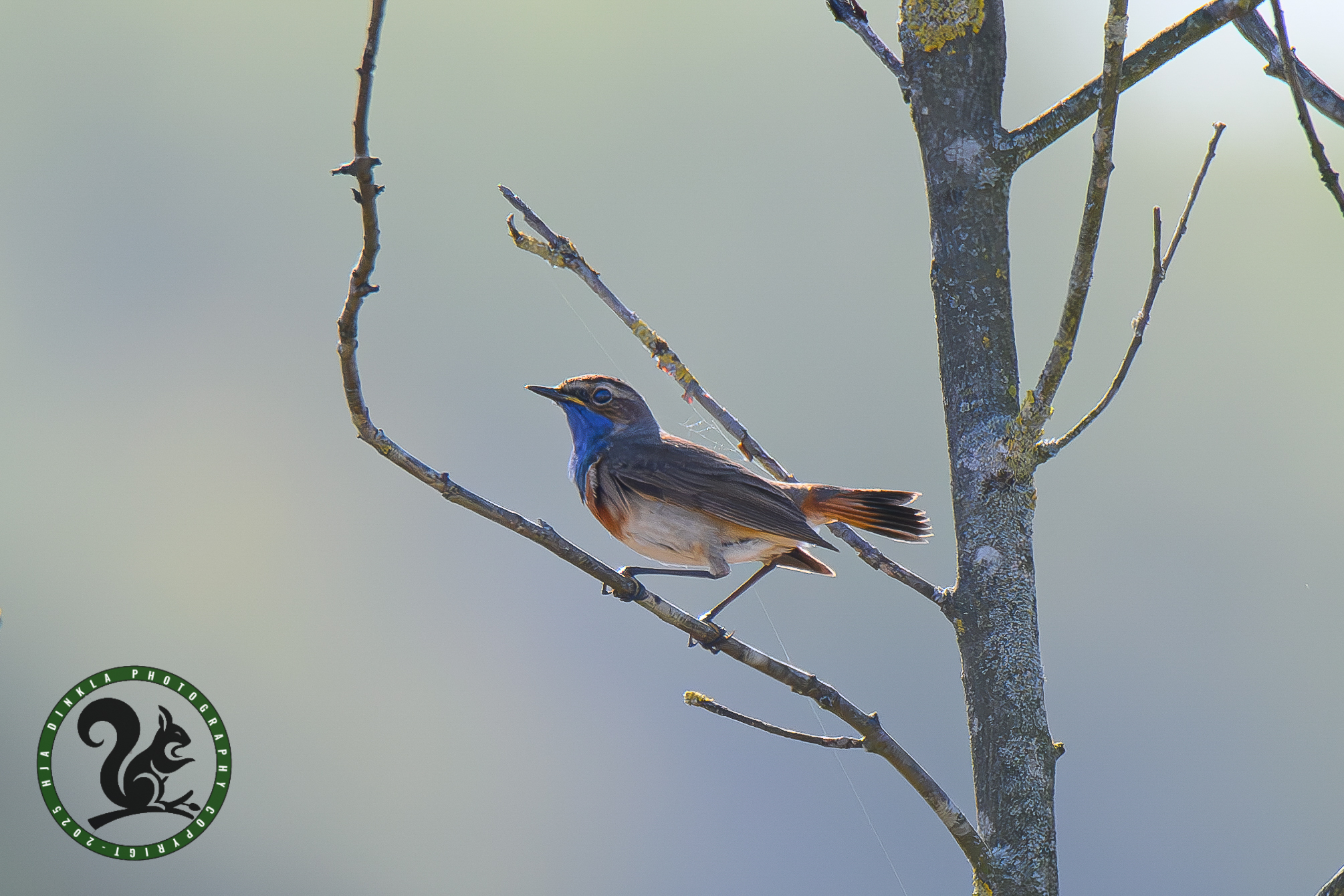 Bluethroat