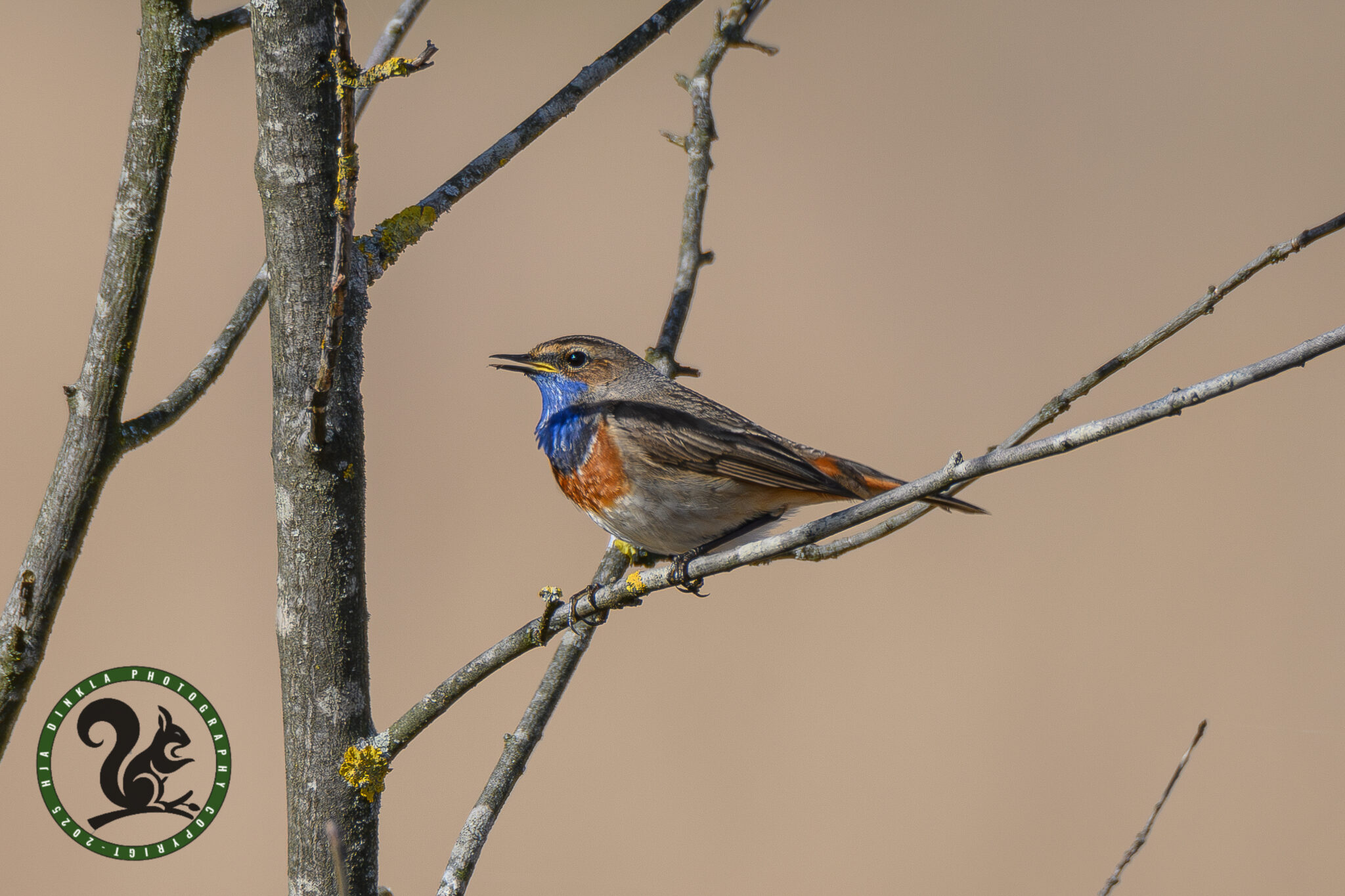 Bluethroat