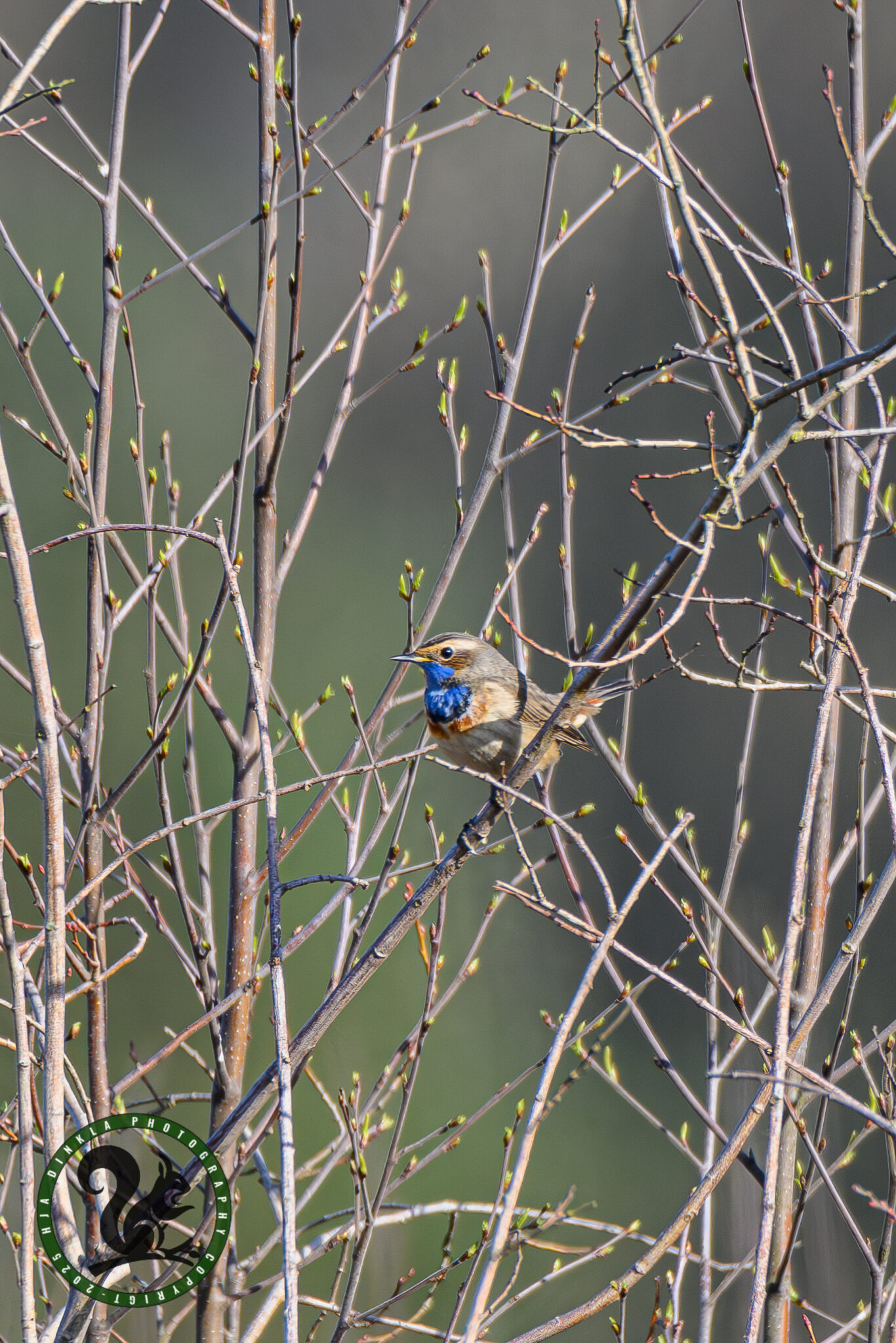 Bluethroat