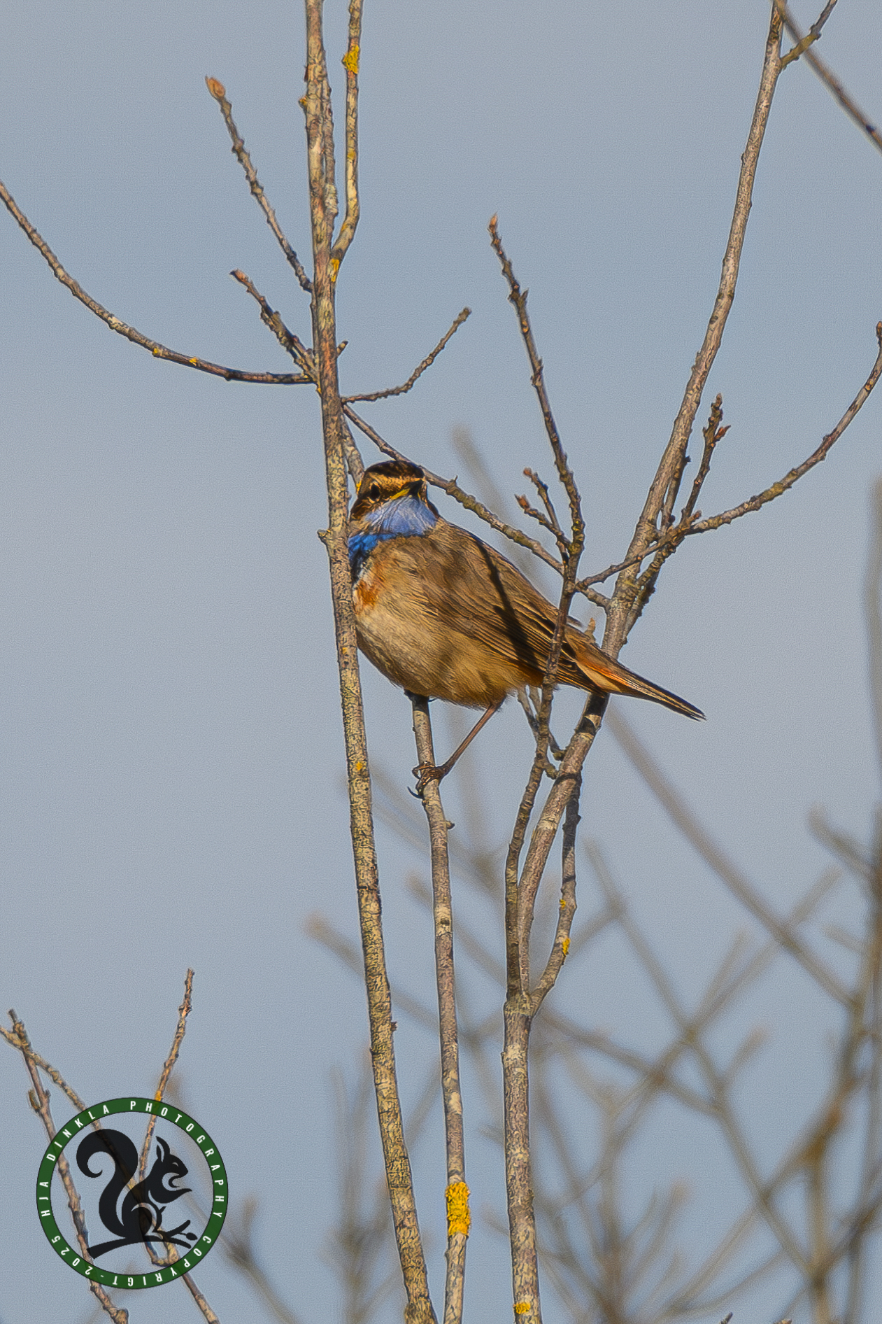 Bluethroat