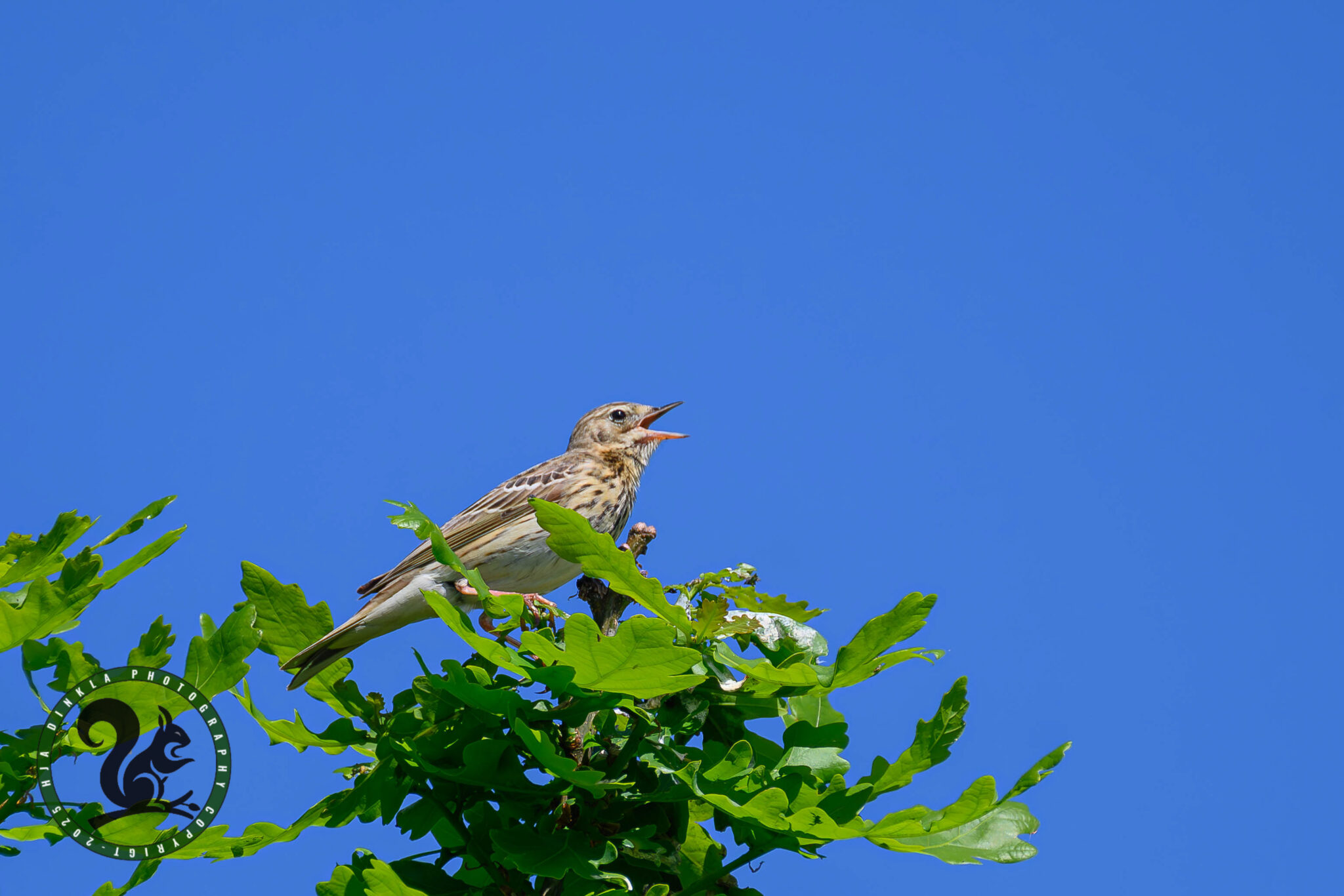 Tree Pipit
