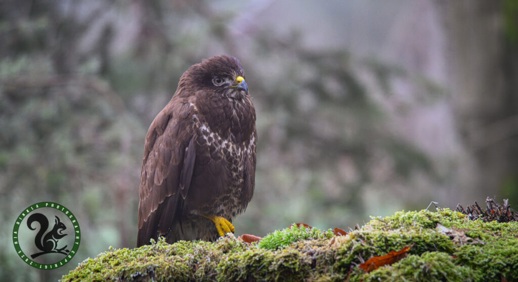Common Buzzard