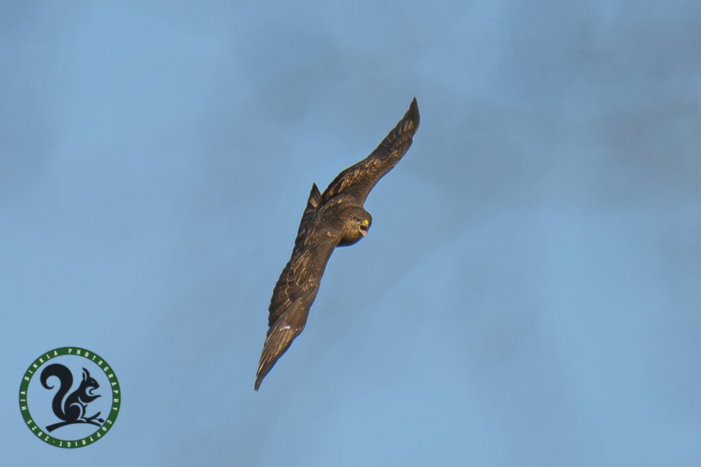 Common Buzzard