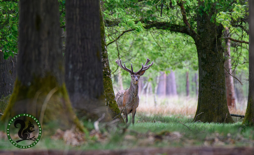 Red Deer