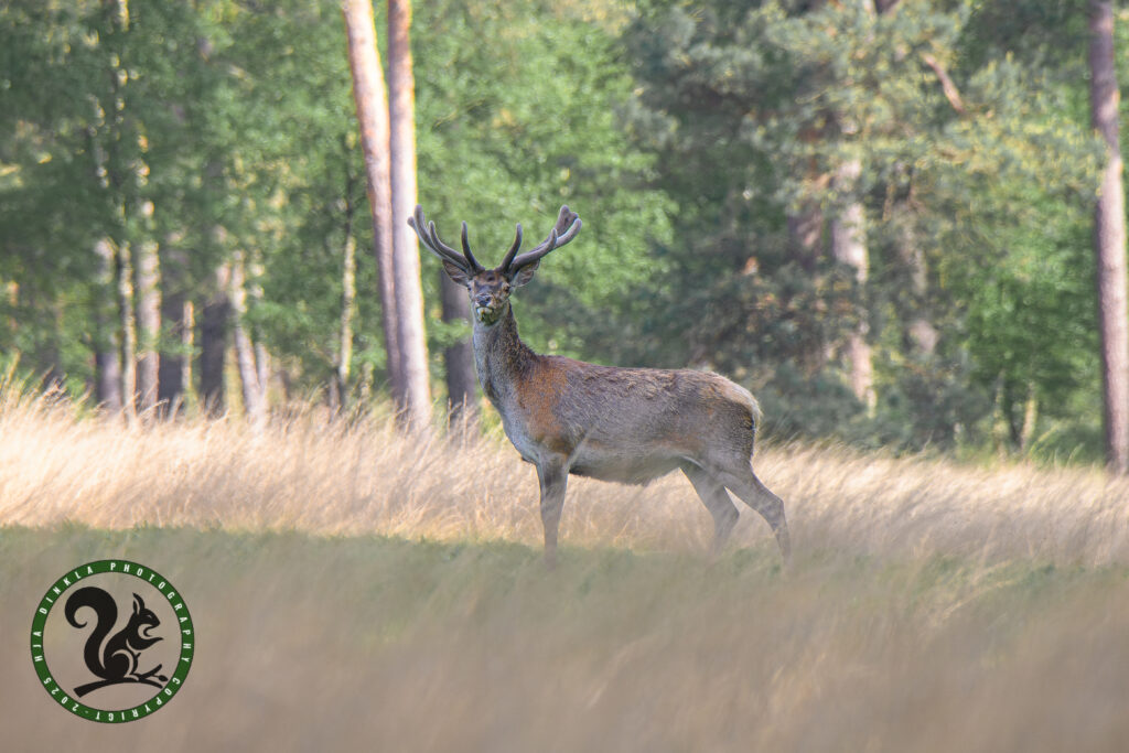 Red Deer
