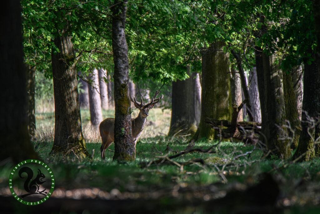 Red Deer