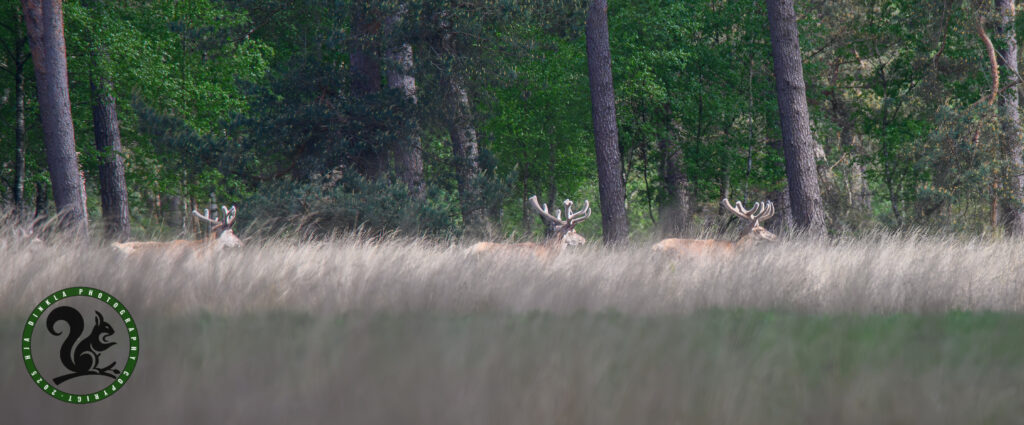 Red Deer, Edelherten