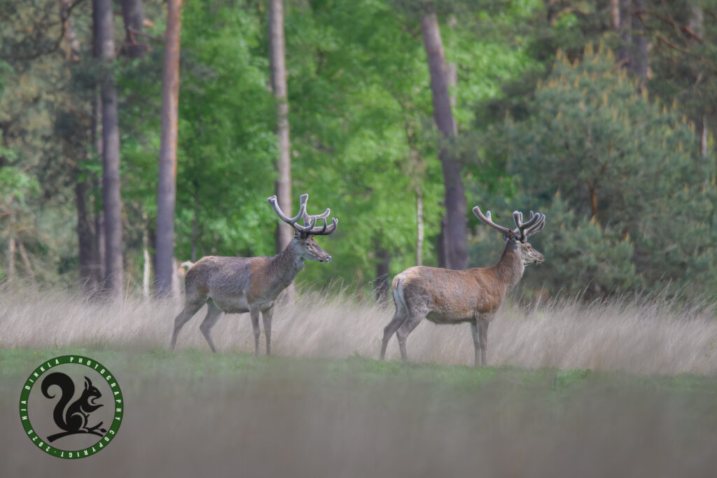 Red Deer