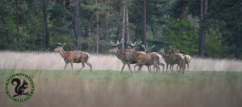 Red Deer