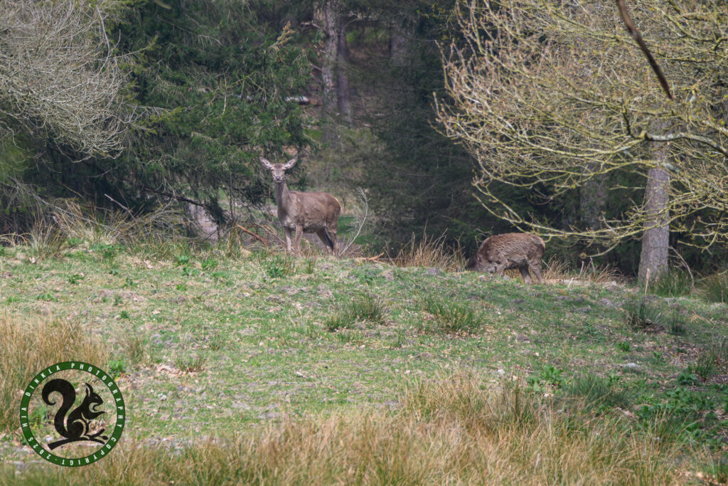 Red Deer