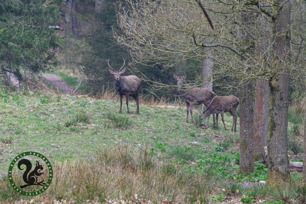 Red Deer