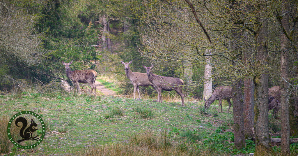 Red Deer