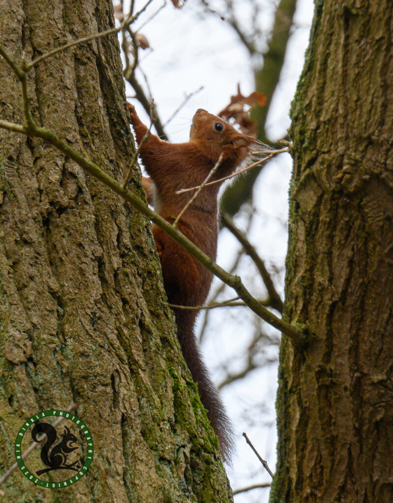 Squirrel