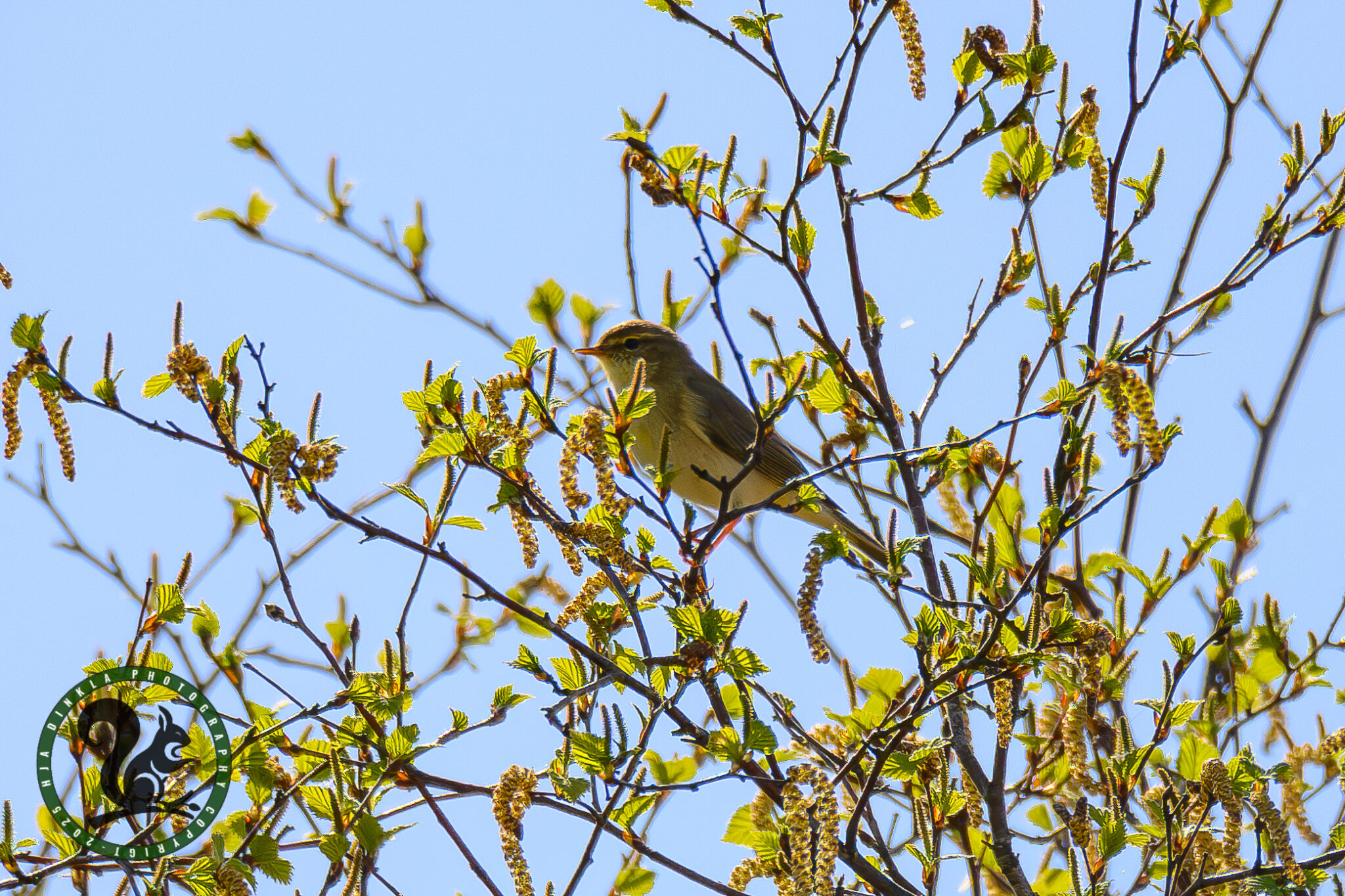 Willow Warbler