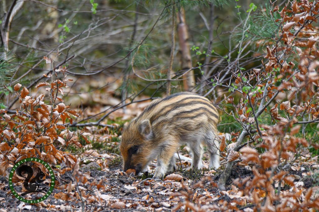 Wild Boar piglet, Humbugs, Frislingen