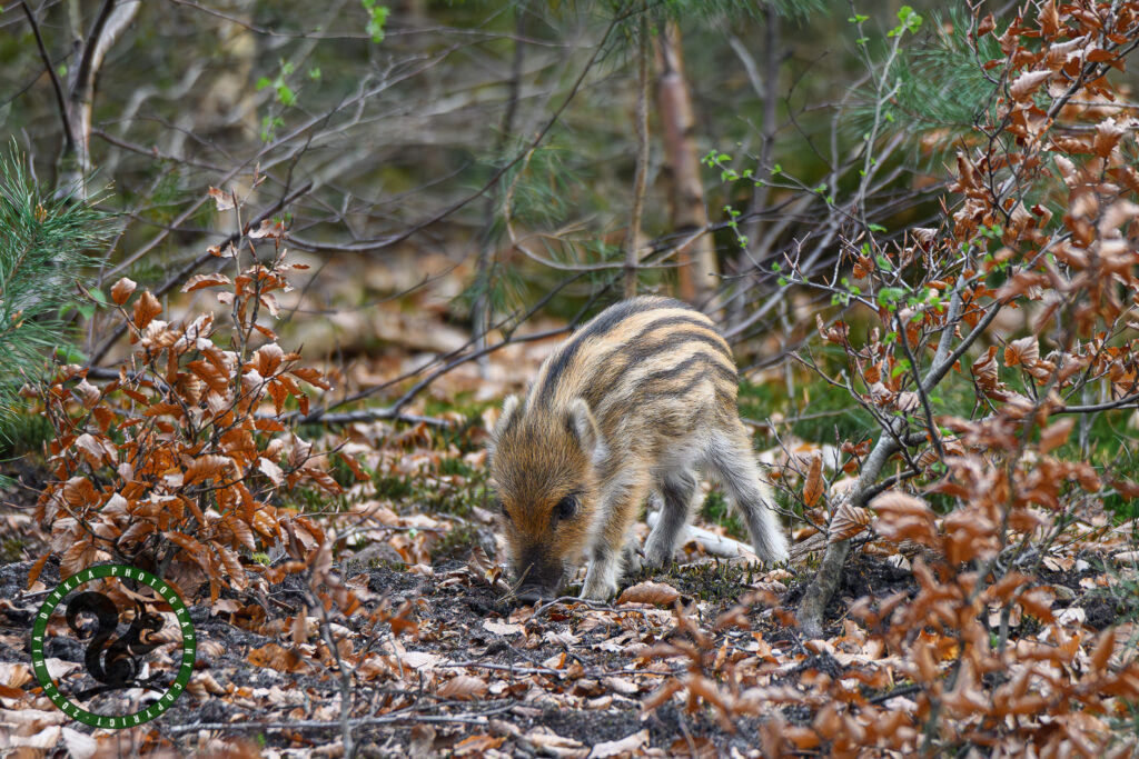 Wild Boar piglet, Humbugs, Frislingen
