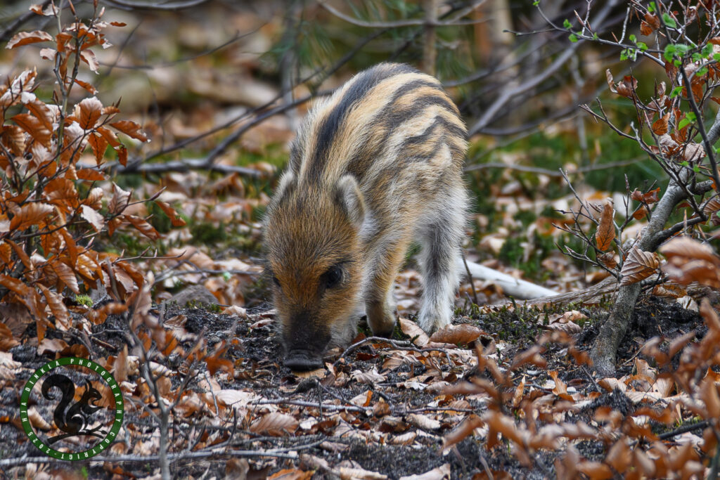 Wild Boar piglet, Humbugs, Frislingen