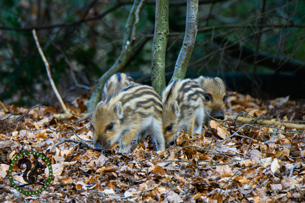 Wild Boar piglet, Humbugs, Frislingen