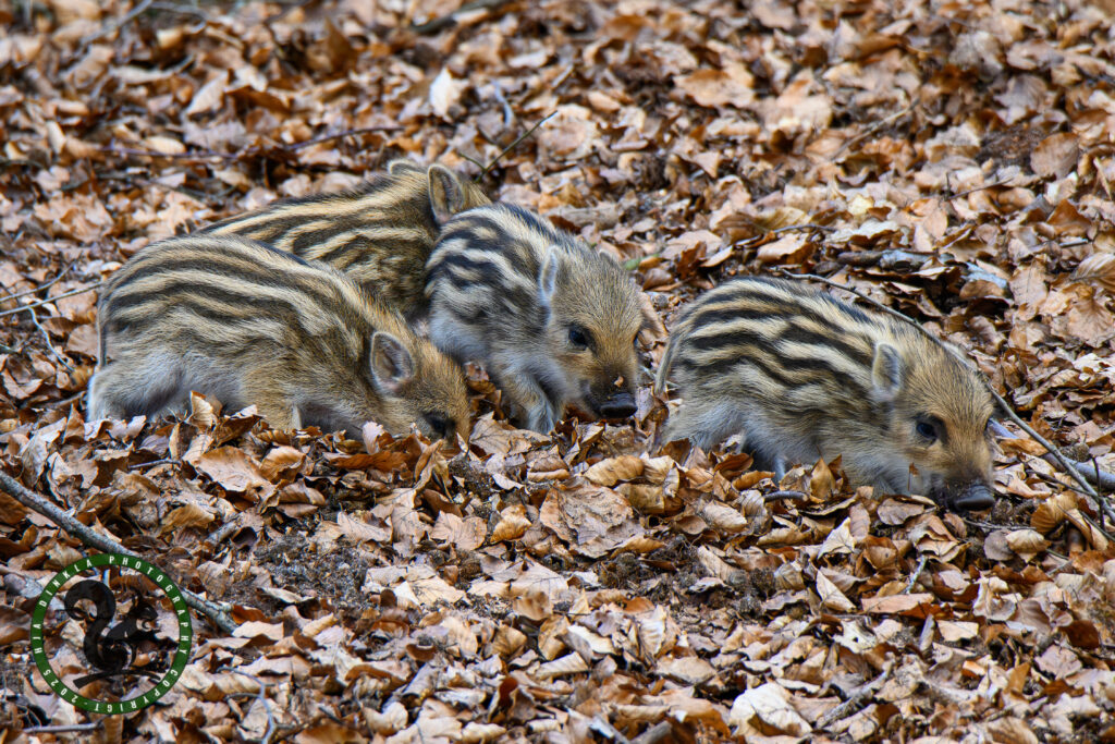 Wild Boar piglet, Humbugs, Frislingen