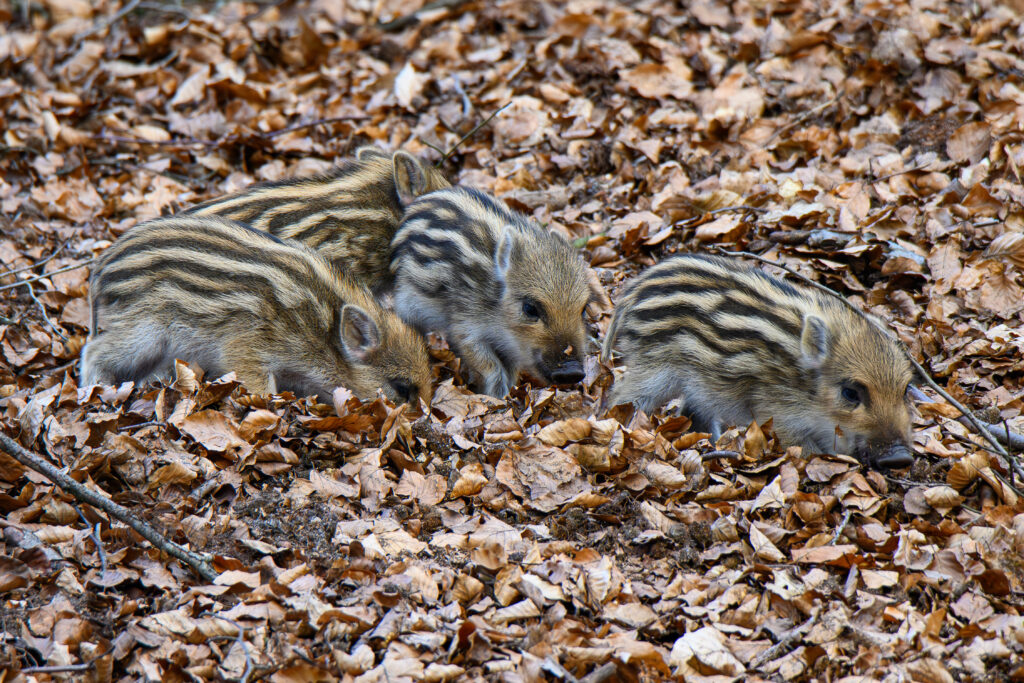 Wild Boar piglet