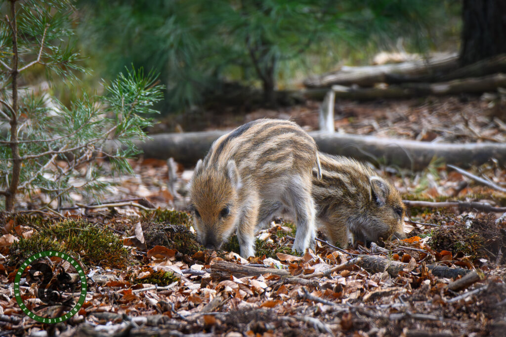 Wild Boar piglet, Humbugs, Frislingen