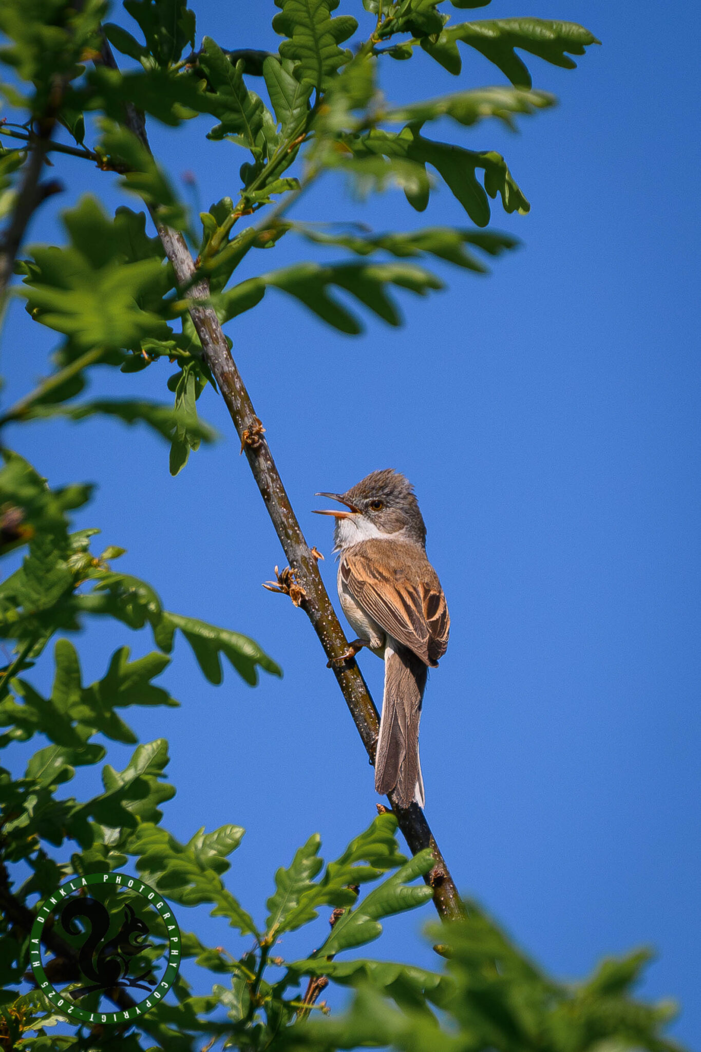 Grasshopper Warbler