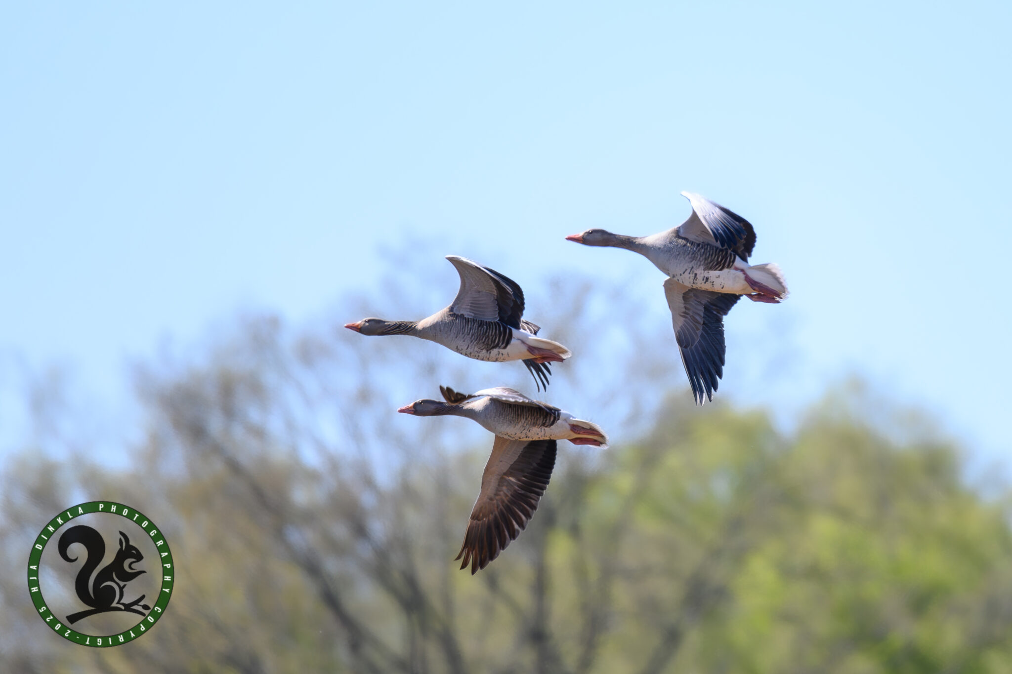 Greylag Goose