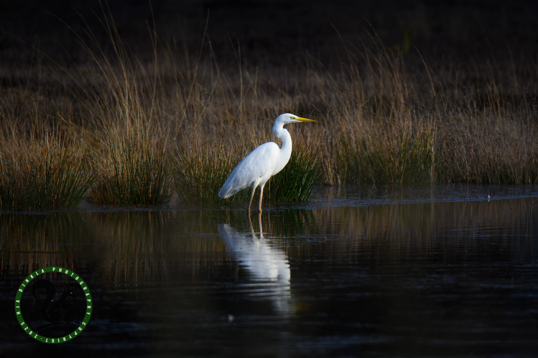 Great Silver Egret