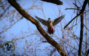 Great Spotted Woodpecker
