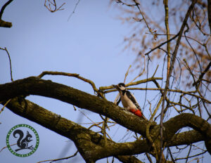 Great Spotted Woodpecker