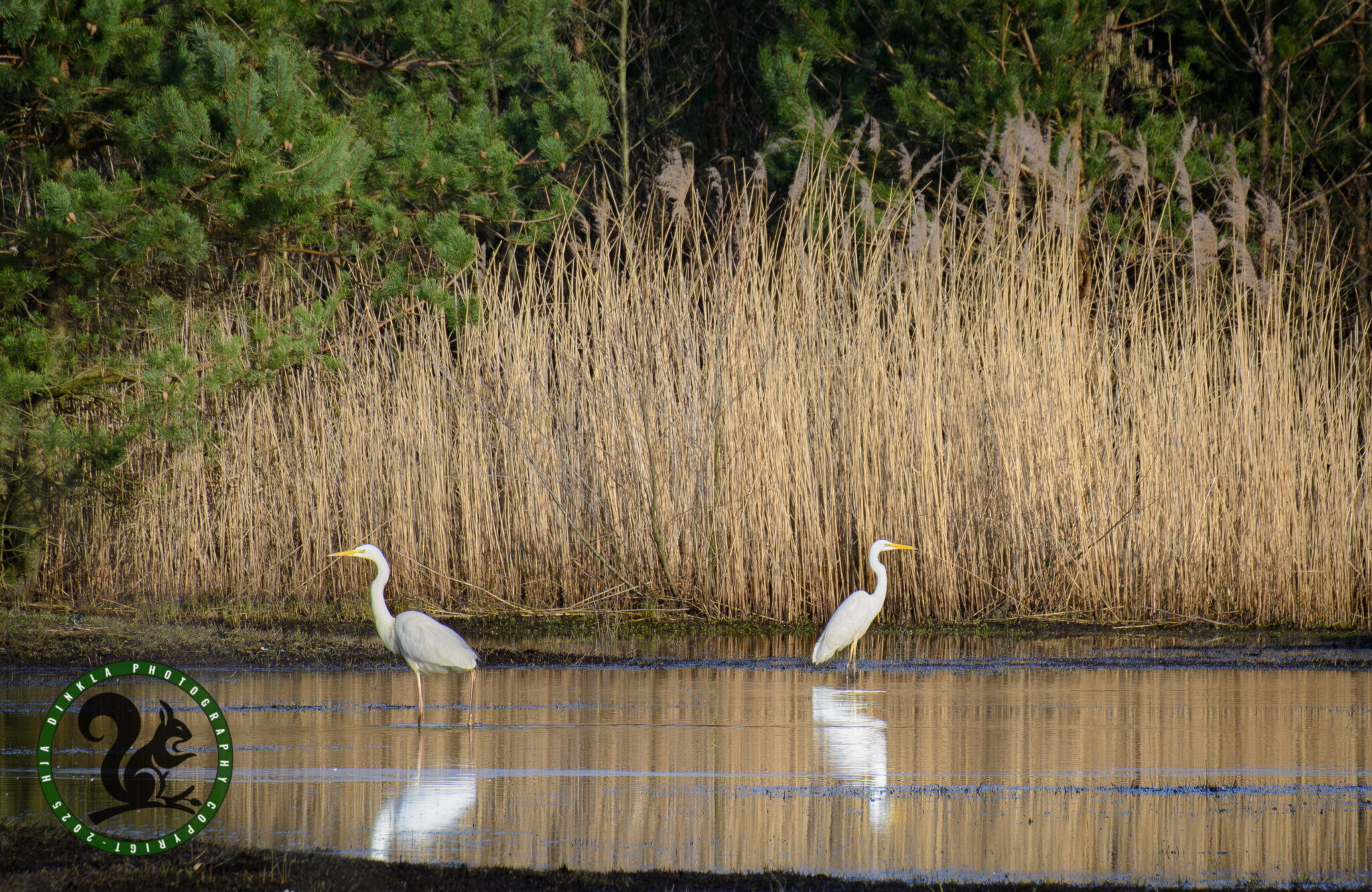 Great Egret