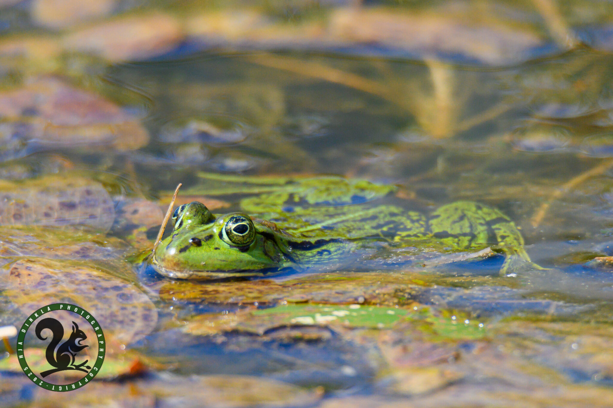 Green frog