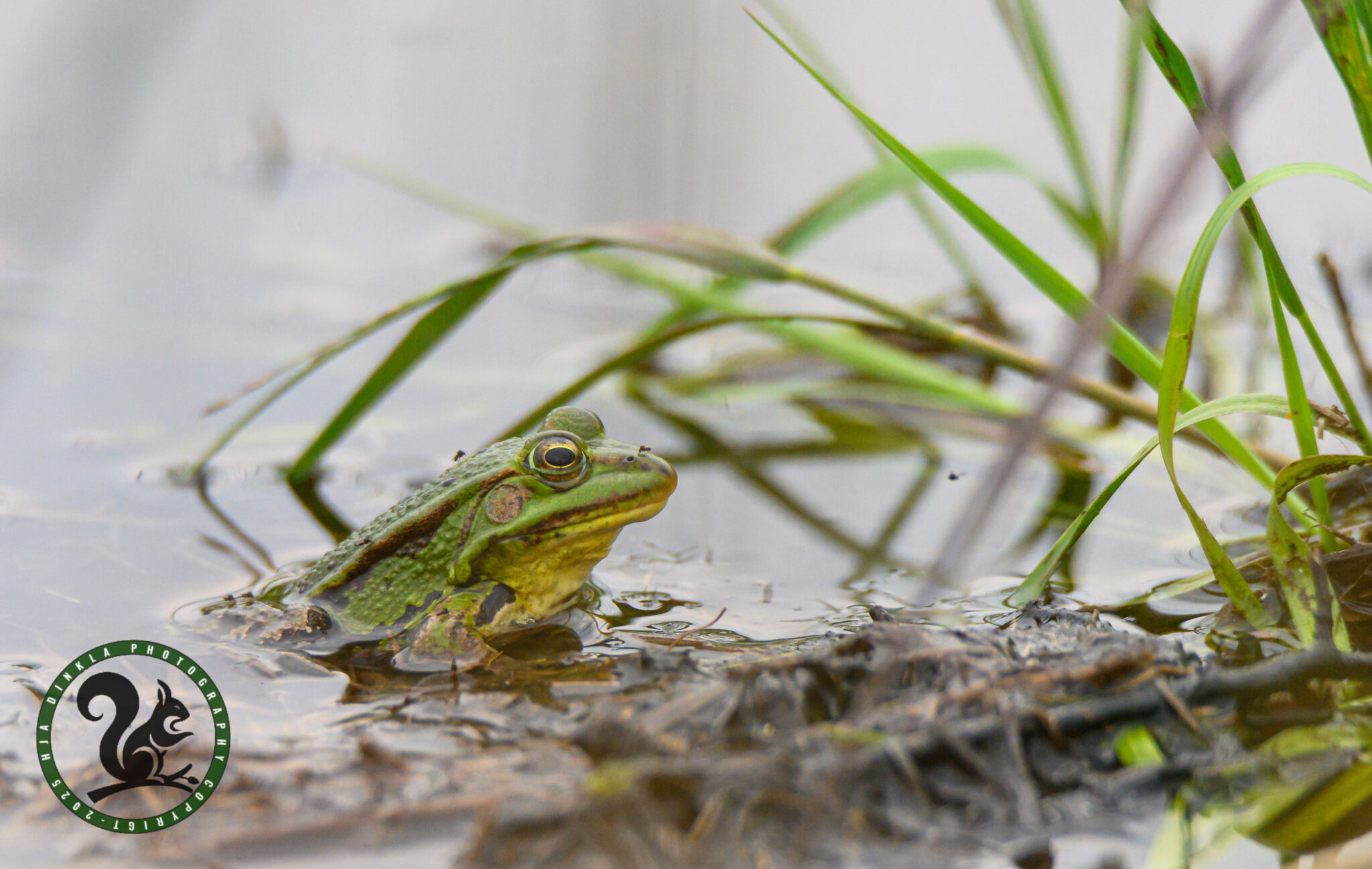 Green frog