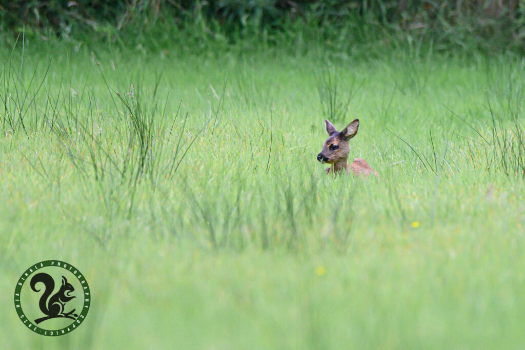 Roe Deer