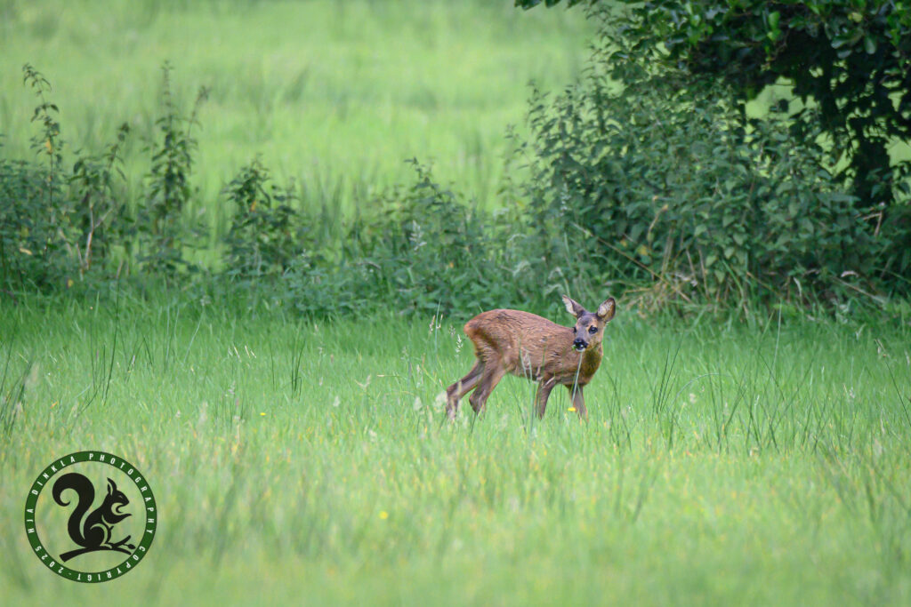 Roe Deer