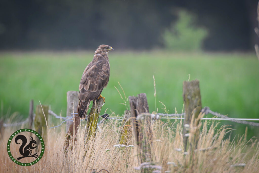 Common Buzzard