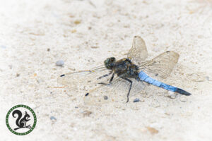 Shore dragonfly