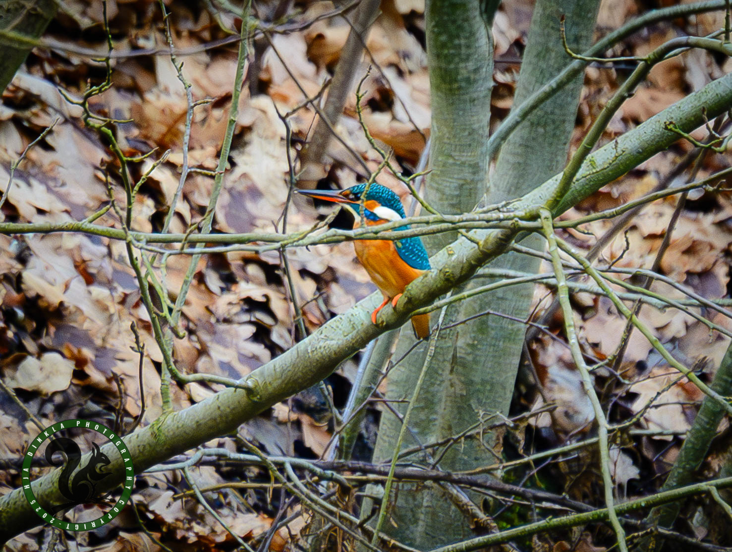 Kingfisher
