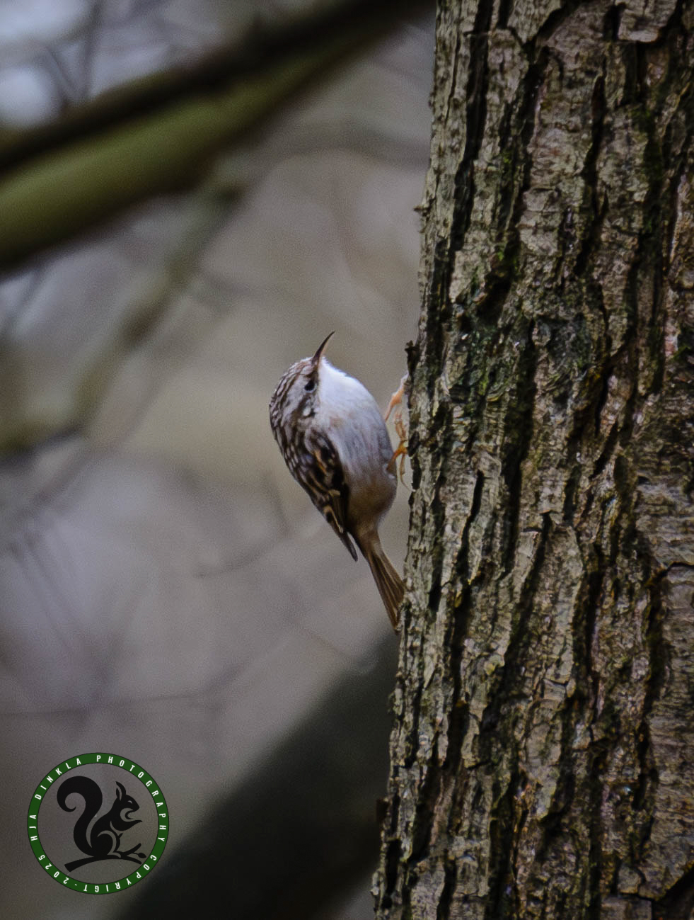 Tree Creeper