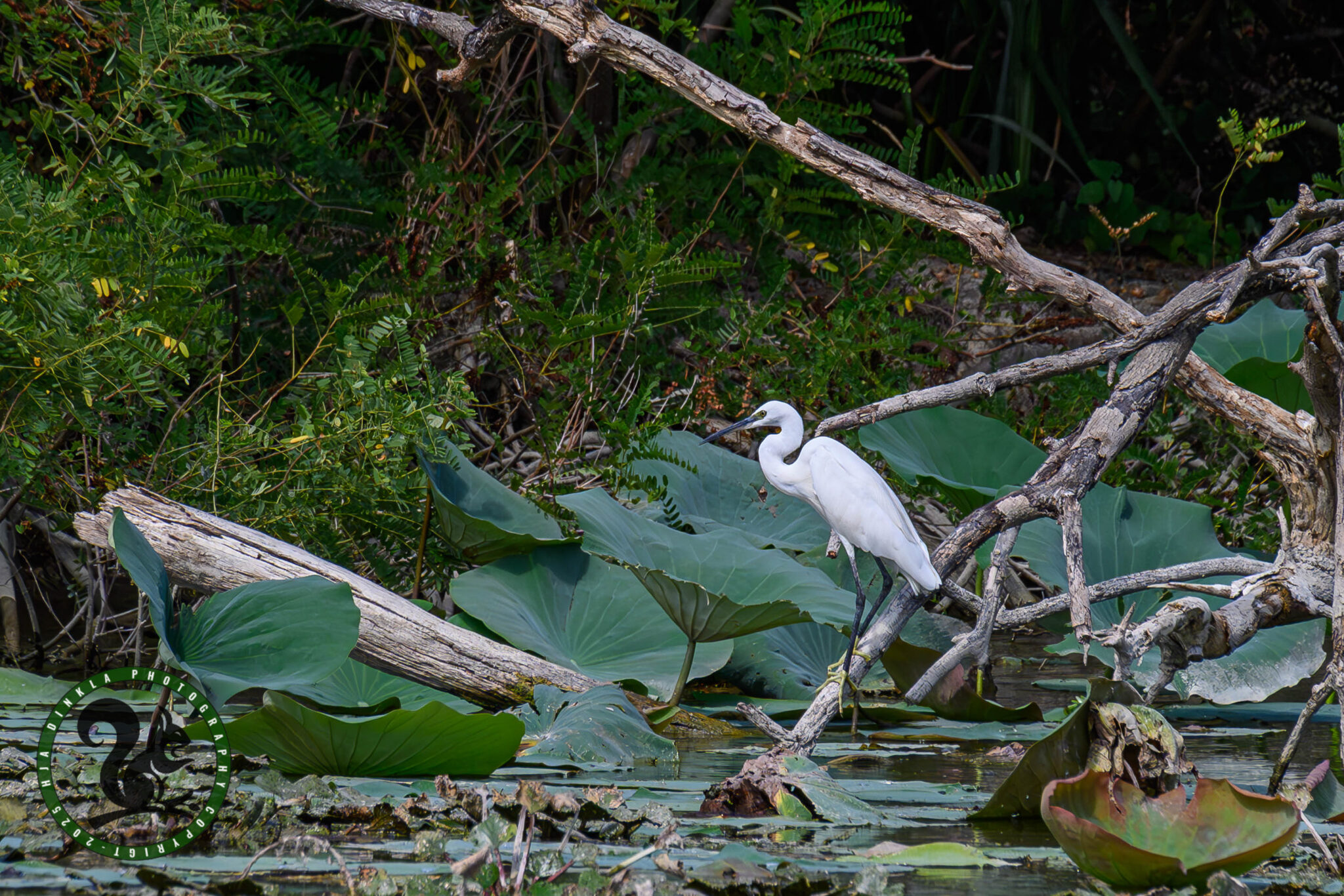 Little Egret