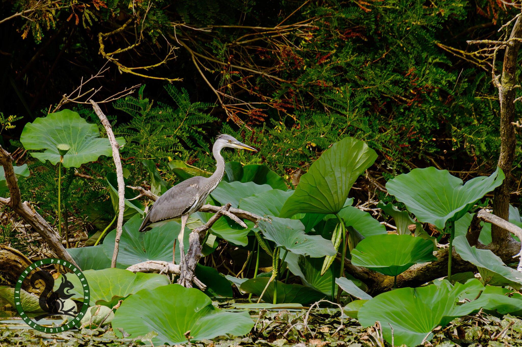 Blue Heron