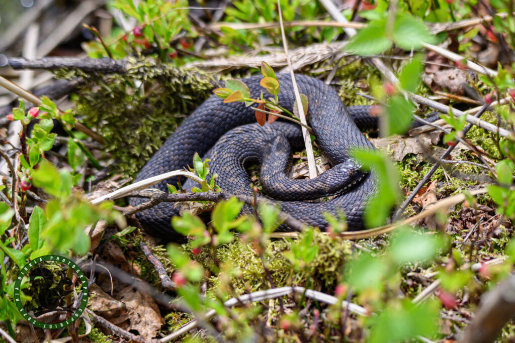 Adder