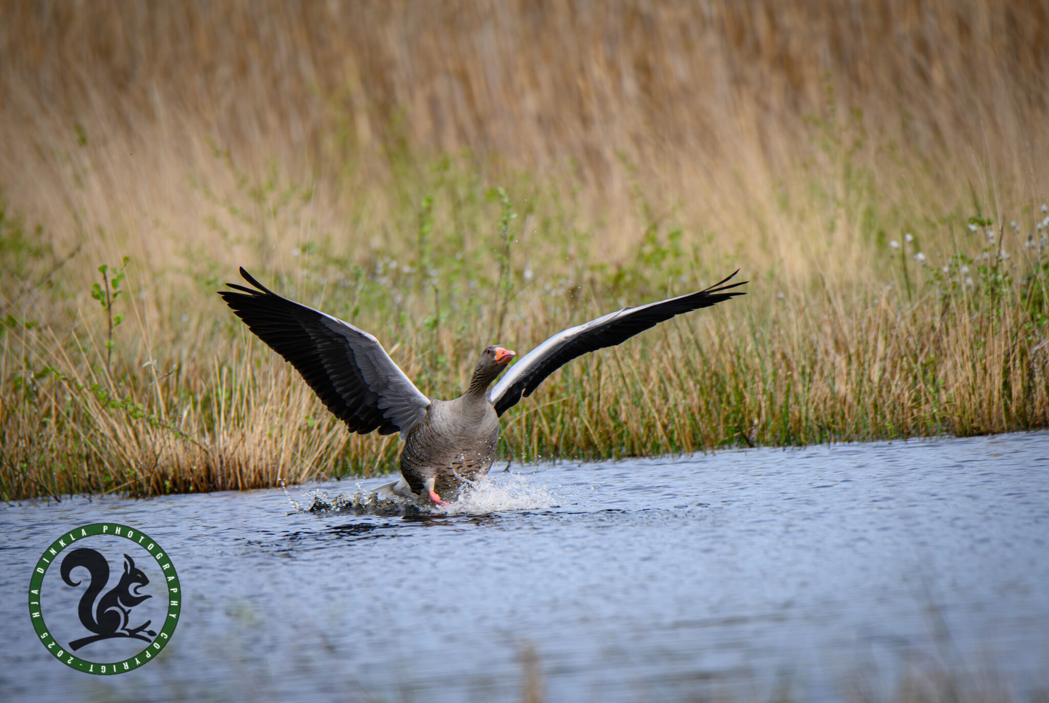 Greylag Goose