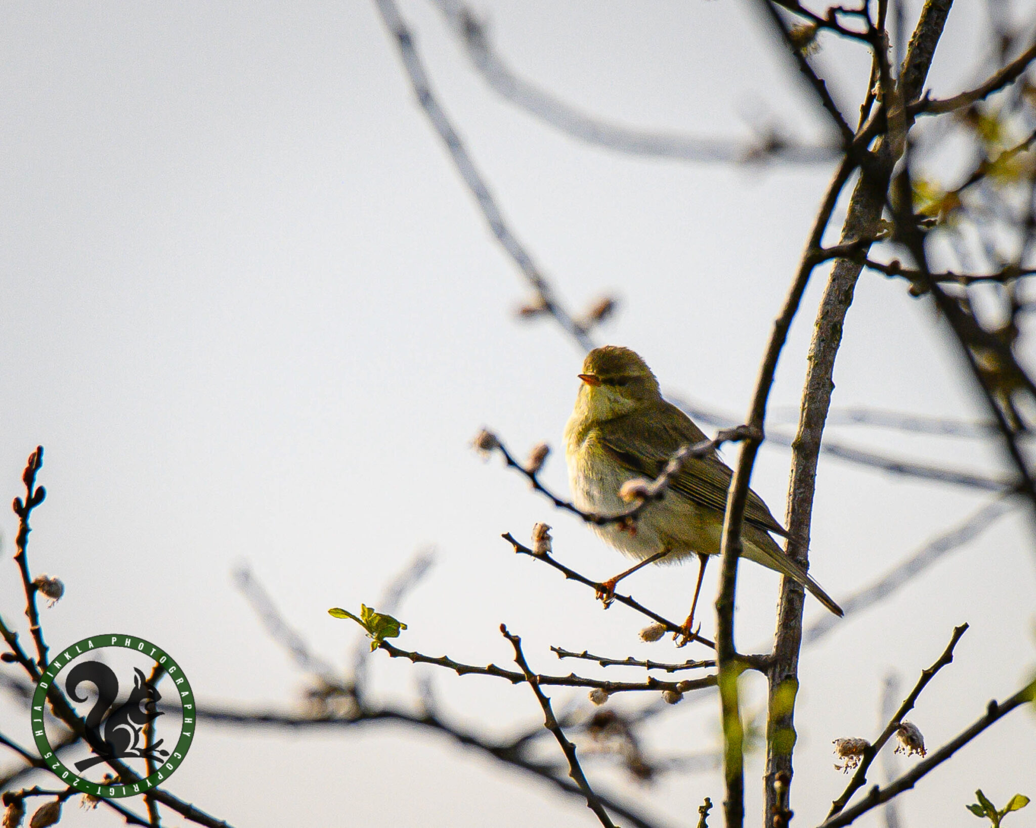 Willow Warbler