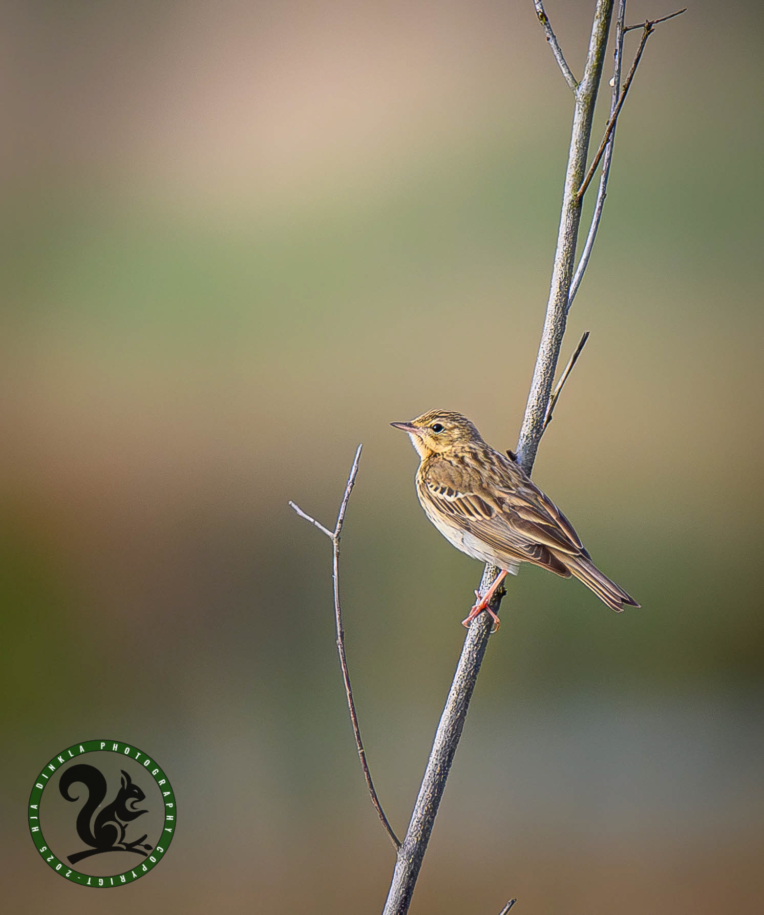 Tree Pipit