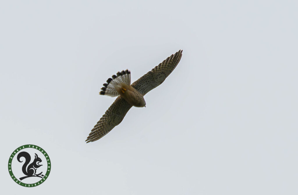 Kestrel