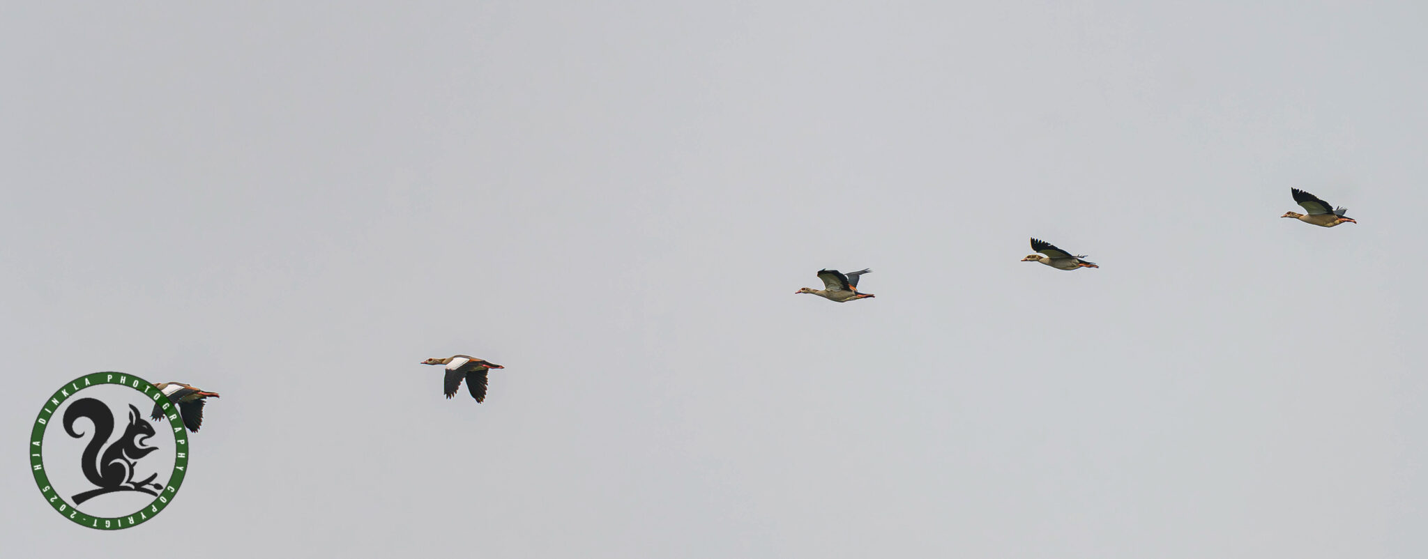 Egyptian Geese